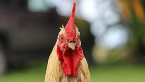 Najhľadanejší český kohút sa našiel. Neuveríte, KDE sa túlal