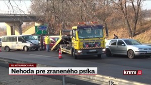 Zranený vlčiak behal po diaľnici a spôsobil nehodu