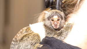 Kosman Mišo je řádný rošťák: Malá opička má občas pořádně herecké manýry