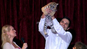 KRST. Toto sú dve nové hviezdy - tigre