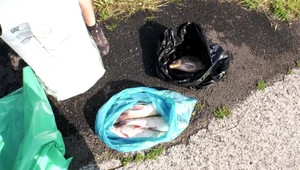 Počas havárie uhynuli tony rýb. Život v Hrone sa ani po roku nepribližuje k pôvodnému stavu