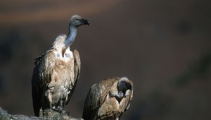 Homosexuálnemu páru supov sa podarilo čosi nevídané