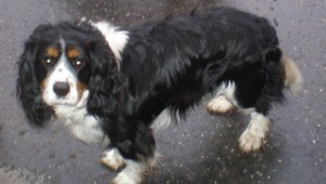 Nevideli ste Jukyho? Stratil sa počas Silvestra