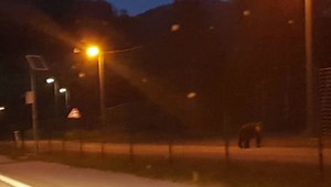 Na severe Slovenska sa medveď prechádzal po dedine. Tak skoro asi neodíde