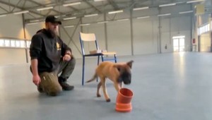 Dôležitá úloha kynológov a psovodov: Pripravujú budúcich pomocníkov bezpečnostných zložiek