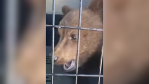 Niekoľkodňové pátranie má šťastný koniec. Medvieďa odchytili pri materskej škole