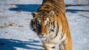 Tigricu strach o život dohnal k zúfalému činu. Pre pomoc si prišla k ľuďom