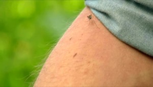 Kalamita to oficiálne nie je, ale už nám pijú krv: S letom prichádzajú komáre