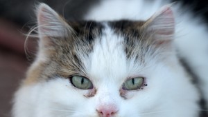 Ministerstvo chce zakázať množiarne psov a mačiek. Novela má platiť od roku 2027