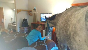 Žena skúsila v hoteli ubytovať svojho koňa, uspela