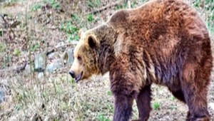 Medvede dokážu prespať sedem mesiacov. Ako by vyzeral zimný spánok v prípade človeka?