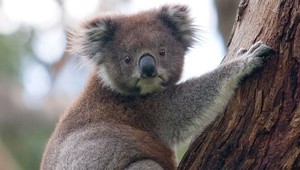 Koalám v Austrálii hrozí vyhladovanie. Vyrúbali im les