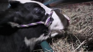 Najväčšie kuriozity v relácii Svet 24