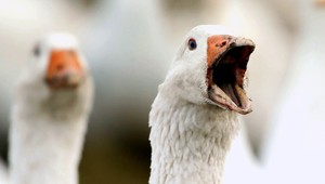 Zachytené na videu. Polícia varuje študentov pred útokmi divých husí