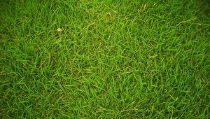 Trávnaté biopalivá znižujú emisie CO2