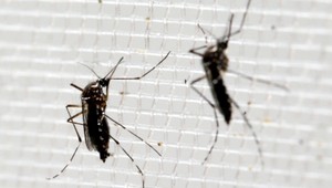 Západonílska horúčka v blízkosti Slovenska. Po Maďarsku a Rakúsku je už aj v Česku