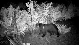 "Mestské" medvede stále vyvolávajú strach. Včely už musí chrániť elektrika