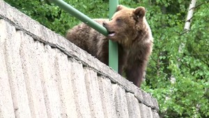 Premnožené medvede vnikajú do dedín. Zakročiť musia odborníci