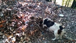 Žena našla v rokline vrece so psami, niekto ich tam hodil