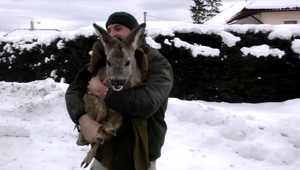 Zranenú srnu vypátrali a zachránili