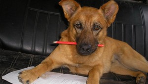 Žena si na súde vymohla nemocenskú, aby sa mohla starať o chorého psa