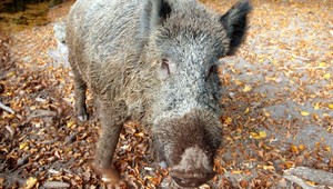 Diviaky zanechávajú spúšť. Plašia ich pyrotechnikou aj vlasmi