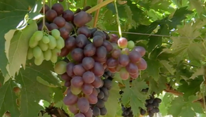 Šľachtenie hrozna je na Slovensku ojedinelé. Výnimkou je vinohrad na juhu