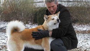 Najvernejší pes na svete Hačikó. Ako vyzeral v skutočnosti symbol vernosti?