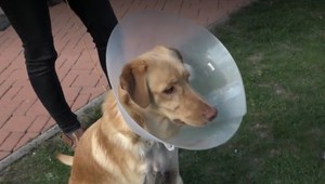 Na lúke, kde sa hrajú deti, postrelili psa. Nejde o prvý prípad