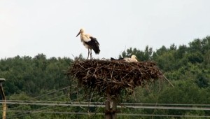VIDEO: Hasiči zachraňovali mláďa bociana. Uviazlo v komíne inseminačnej stanice