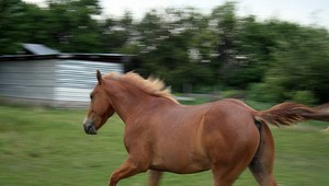 Preteky furmanov niekedy lákajú viac než futbal