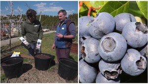 Vypestujte si chutné čučoriedky na balkóne: Naši záhradkári vám poradia ako na to!