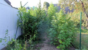 Muž ohlásil polícii krádež konope, doma ju pestoval vo veľkom