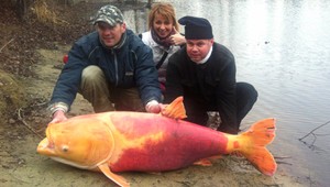 Neskutočný úlovok! Ružovo-oranžová ryba, akú ste ešte nevideli