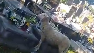 Polícia riešila ďalší bizarný prípad: Ovce sa potulovali po cintoríne