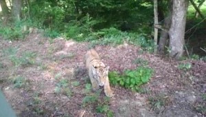 TV JOJ na Ukrajine: Tiger, ktorý vystrašil obyvateľov pohraničných oblastí, možno na Slovensku ani nebol. Náš štáb ho našiel