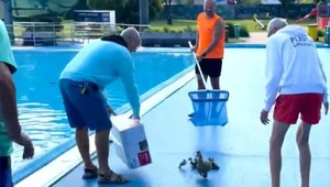 VIDEO: Kačacia rodinka na kúpalisku