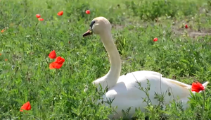 Hynú a správajú sa ako nadrogované: Labute ničia makové pole