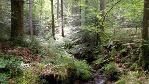 Otec (†39) piatich detí z Revúcej prišiel o život, zavalil ho strom