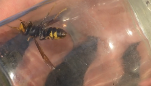 Prvý registrovaný výskyt sršňa ázijského na Slovensku. Hniezdo našli v rekordnom čase