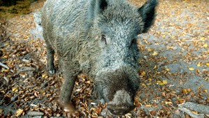 Agresívny diviak pobehoval po sídlisku a útočil na ľudí