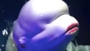 Pracovníčka akvária narúžovala bieluhe papuľu