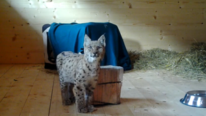 Zoológovia zo Správy Tanapu sa starali o mláďa rysa. Podvyživenú Wendy našli v neďalekej dedine