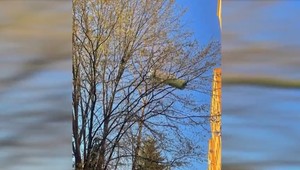 Kuriózne nebezpečenstvo: Zrolovaný koberec sa ocitol na strome