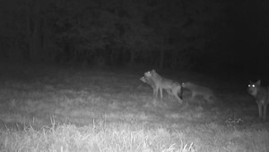 Na vlka už nevystrelia. Bude to možné len v mimoriadnych a vopred schválených prípadoch