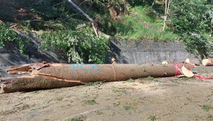 Silný vietor spôsobil pád stromu na auto. Nehodu neprežili traja ľudia