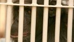 Fajčiaci šimpanz je na slobode :-)