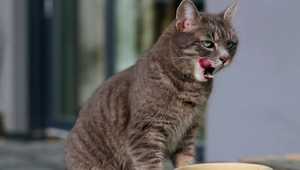 Otrávil sa nemrznúcou zmesou. Zachránila ho vodka