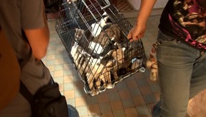 V byte žila s tromi desiatkami mačiek. Susedia boli zo zápachu zúfalí. Všetko zmenila smrť jedného zo zvierat