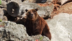 Medveď napadol Čechov, ktorí stanovali v Tatrách